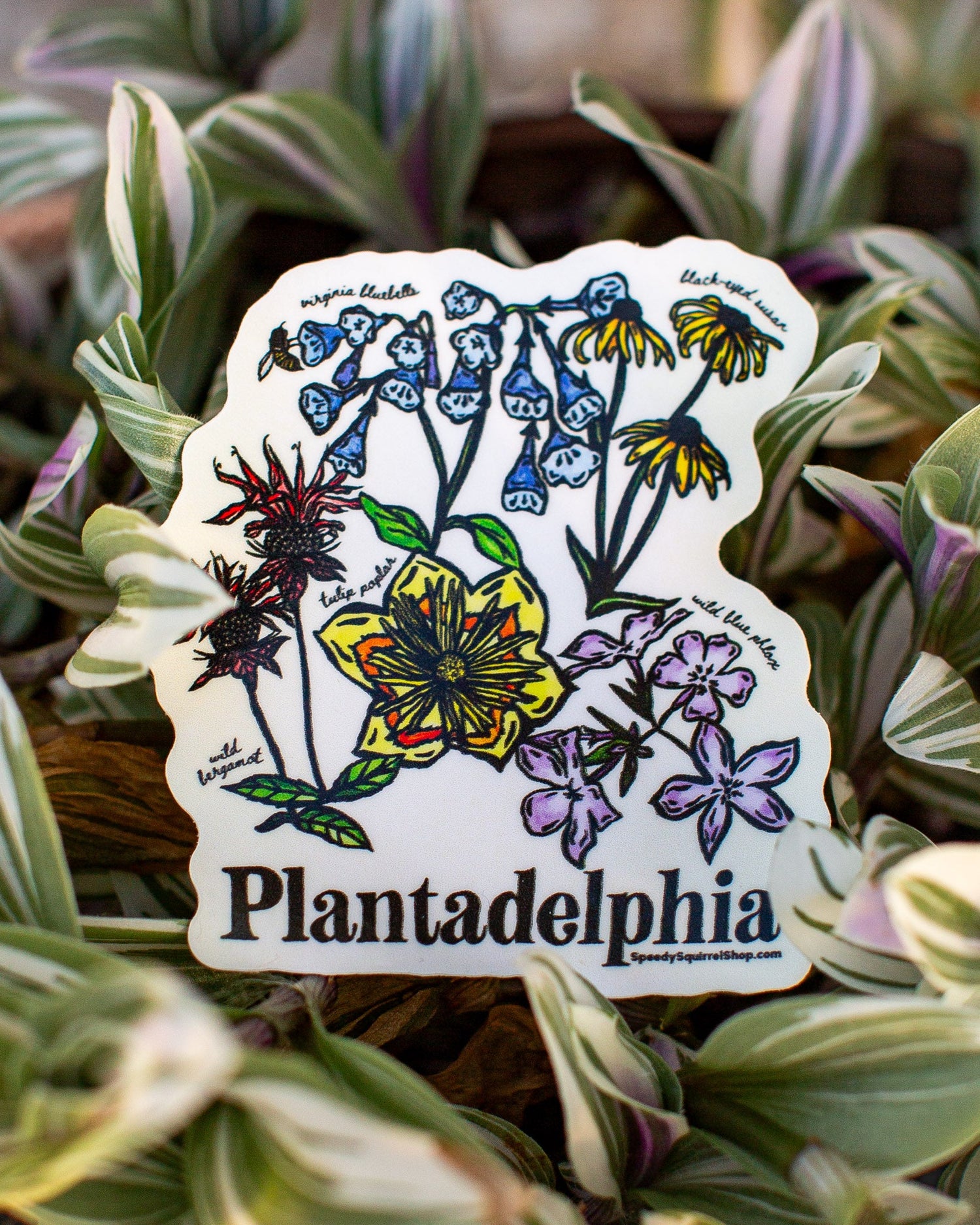 Plantadelphia Collection
